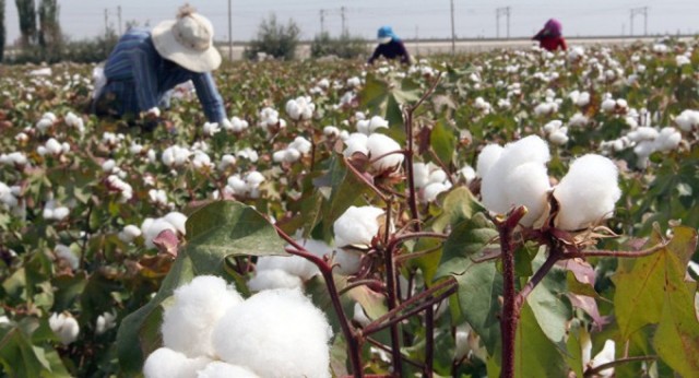 Мәжбүрий мийнетке тартыў жағдайларын әшкаралаў мақсетинде Telegram-bot жаратылды