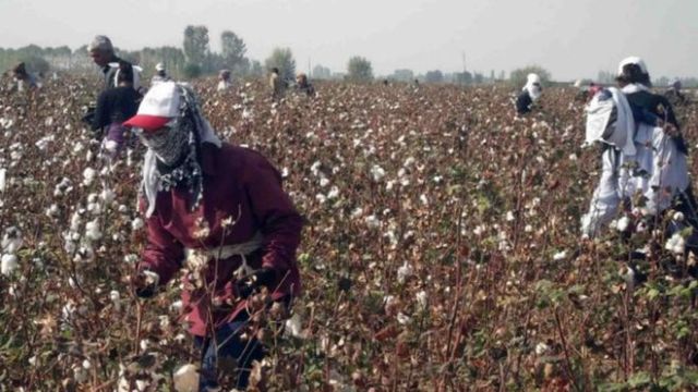 Өзбекстанда пахтаны не ушын бюджет мәкемелериниң хызметкерлери ҳәм студентлер терген?