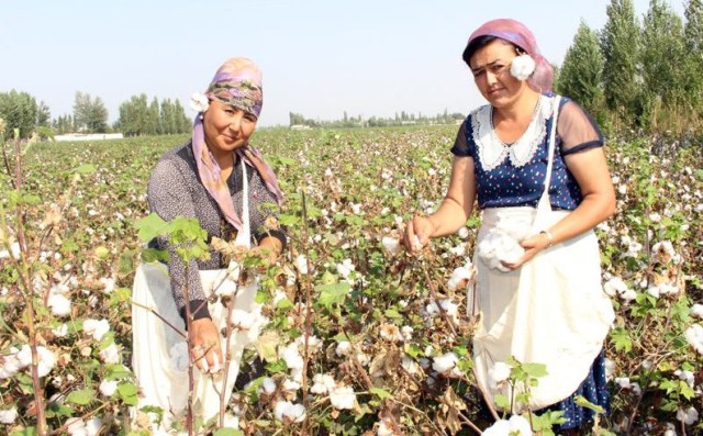 Быйылғы пахта териминде неше сум ислеп табыў мүмкин? Теримшилер ушын қандай шараятлар жаратылған?