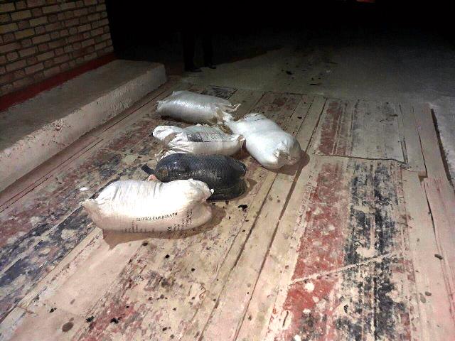 Пахта салынған трактор тиркемесине 330 кг топырақ салынған 5 қалта, 6 ғарбыз, және биреўиниң ишине адам қалай түсип қалды?