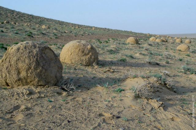 Әмиўдәрьядағы 50 миллион жыллық «динозавр мәйеклери» ҳаққында билесиз бе?