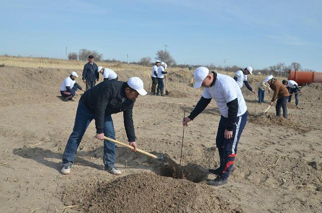 НМПИ студентлери Арал бойы аймағында бағ жаратыў жумысларына белсене қатнасты НМПИ студентлери Арал бойы аймағында бағ жаратыў жумысларына белсене қатнасты