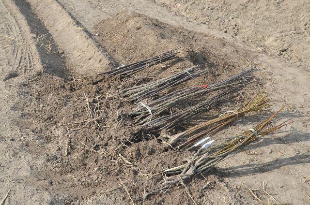 НМПИ студентлери Арал бойы аймағында бағ жаратыў жумысларына белсене қатнасты НМПИ студентлери Арал бойы аймағында бағ жаратыў жумысларына белсене қатнасты