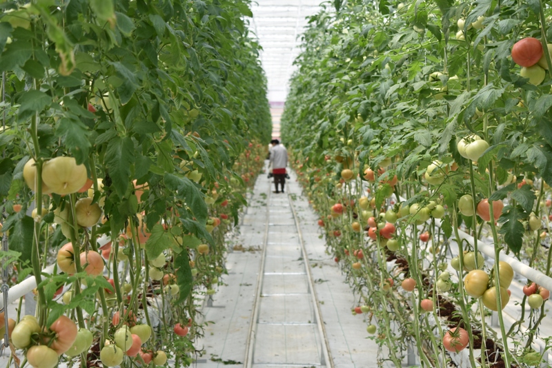 Н&#1257;кистеги жо&#1179;ары сапада&#1171;ы помидор &#1257;ними жетистирилип атыр&#1171;ан «Global Food Imex» ыссыханасынан фоторепортаж