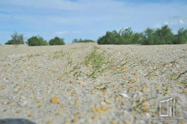 Арал теңизиниң қурыған ултанындағы 700 мың гектарлық жер еки жылда жасыл аймаққа айландырылады