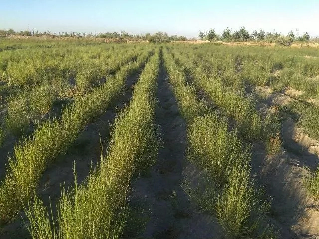 Әндижанда Арал теңизиниң қурыған ултанына егиў ушын 1 миллион дана сексеўил нәллери жетистирилмекте Әндижанда Арал теңизиниң қурыған ултанына егиў ушын 1 миллион дана сексеўил нәллери жетистирилмекте