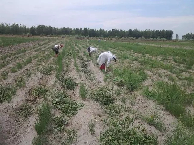 Әндижанда Арал теңизиниң қурыған ултанына егиў ушын 1 миллион дана сексеўил нәллери жетистирилмекте Әндижанда Арал теңизиниң қурыған ултанына егиў ушын 1 миллион дана сексеўил нәллери жетистирилмекте