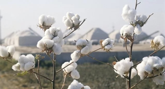 Пахта терими ушын жаңа төлеў тарифлери тастыйықланды Пахта терими ушын жаңа төлеў тарифлери тастыйықланды