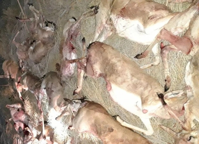 13 кийикти нызамсыз аўлаған браконьерлер усланды. Оларға қандай шара көрилди?