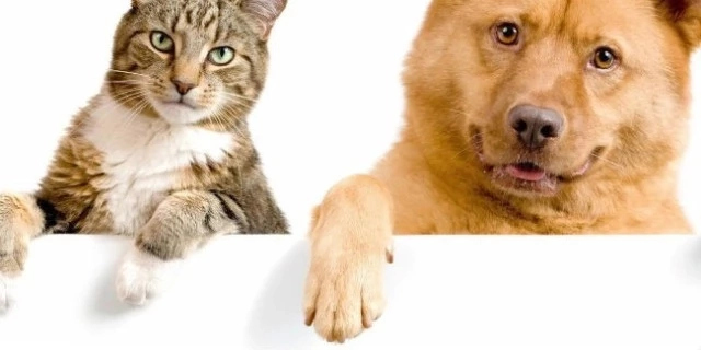 Ийт ҳәм пышықларды сақлаўда нелер қадаған етиледи?