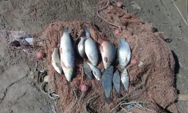 Шоманайда 11 дана балық аўлаған балықшы 3,5 млн сўм жәриймаға тартылды