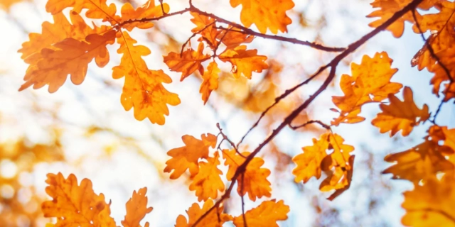 22-октябрь күни Қарақалпақстанда ҳаўа райы қандай болады? 