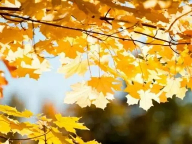 30-октябрь күни Қарақалпақстанда айырым орынларда жаўын жаўыўы мүмкин