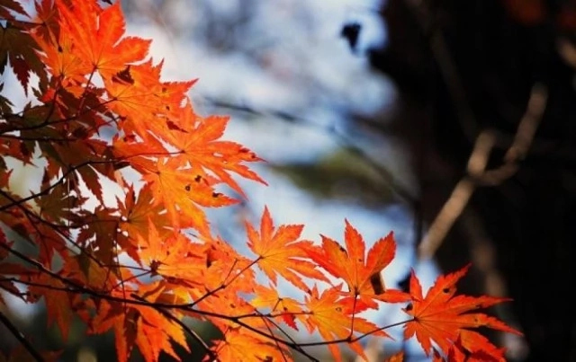 13-ноябрь күни Қарақалпақстанда күтилетуғын ҳаўа райы мағлыўматы 13-ноябрь күни Қарақалпақстанда күтилетуғын ҳаўа райы мағлыўматы