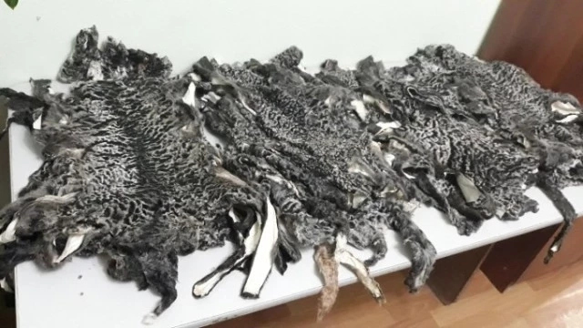 Қарақалпақстанда 20 миллион сўмлық қаракөл терилери сырт елге шығып кетиўиниң алды алынды Қарақалпақстанда 20 миллион сўмлық қаракөл терилери сырт елге шығып кетиўиниң алды алынды