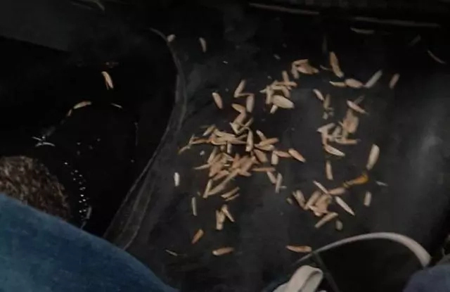 Жөнелисли таксиде семечка шағып отырған жолаўшы (видео) Жөнелисли таксиде семечка шағып отырған жолаўшы (видео)