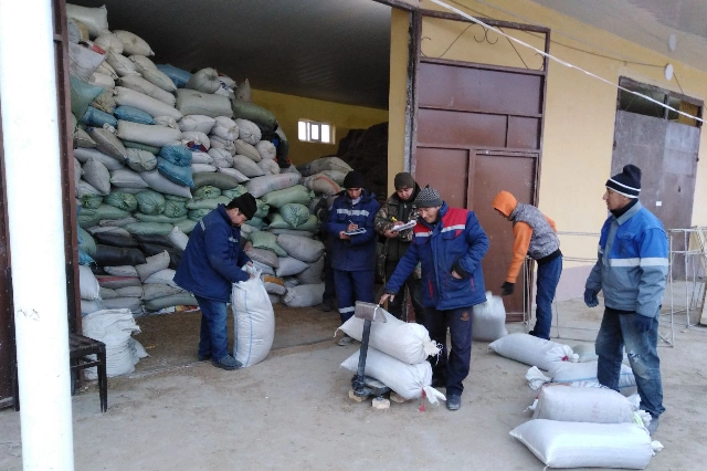 Мойнақта халық тәрепинен күнине 20 тоннаға шамалас сексеўил туқымлары тапсырылмақта