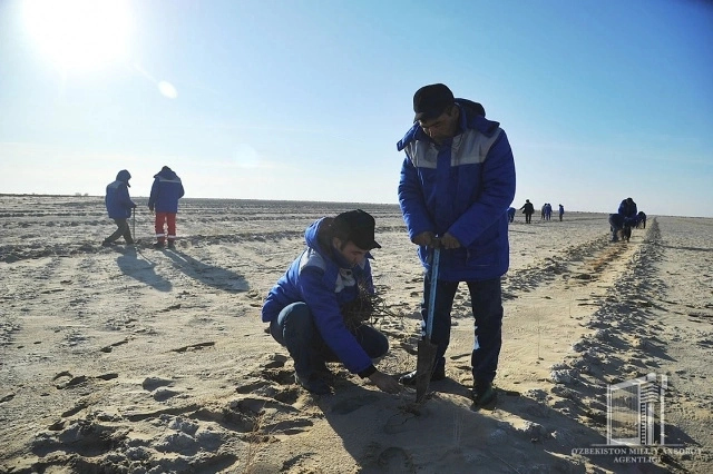 Аралдың қурыған ултанындағы 100 мың гектардан аслам жерге шөлге шыдамлы туқымлар егилди
