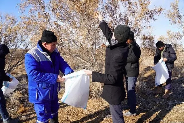 Қараөзекли жаслар Мойнақтағы Ақбеткей елатында сексеўил туқымларын жыйнаў ҳәм егиўде белсендилик көрсетти