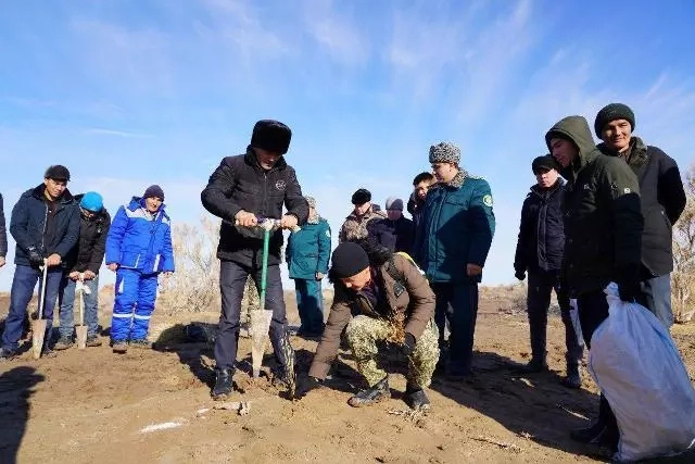 Қараөзекли жаслар Мойнақтағы Ақбеткей елатында сексеўил туқымларын жыйнаў ҳәм егиўде белсендилик көрсетти