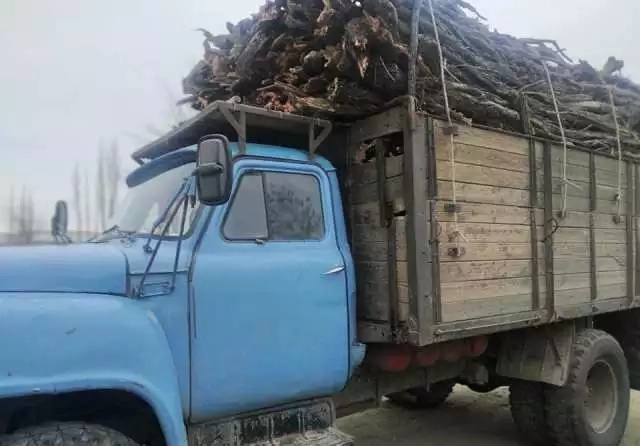 Жыңғыл өсимлигин шаўған пуқара жәриймаға тартылды Жыңғыл өсимлигин шаўған пуқара жәриймаға тартылды