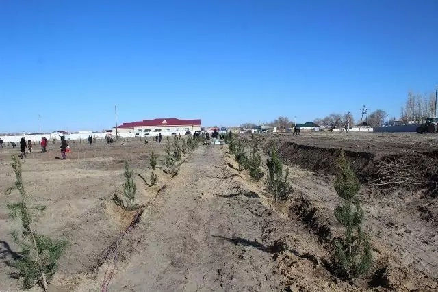 Мойнақтағы экоакцияда 60 мыңнан аслам нәл отырғызылды Мойнақтағы экоакцияда 60 мыңнан аслам нәл отырғызылды