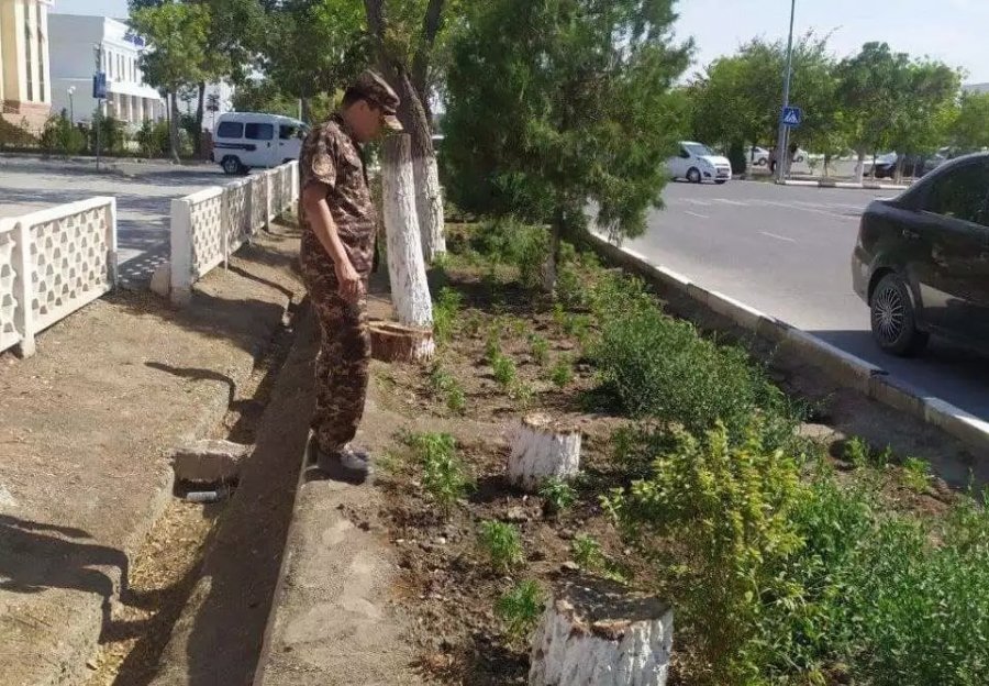 «Тереклер тийкарсыз кесилмеген»: Экокомитет Н&#1257;кис &#1179;аласы орайында&#1171;ы тереклерди&#1187; кесилиўи менен байланыслы жа&#1171;дай&#1171;а м&#1199;н&#1241;сибет билдирди