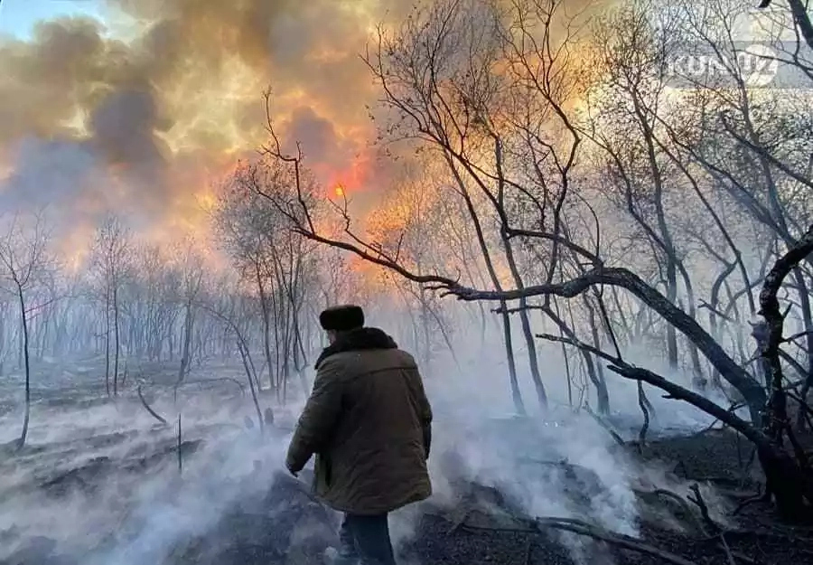 «30-35 гектар то&#1171;ай&#1171;а зыян жеткен». Экокомитет &#1240;миўд&#1241;рьяда&#1171;ы то&#1171;айда ж&#1199;з берген &#1257;рт бойынша ма&#1171;лыўмат берди