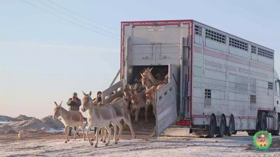 Бухарадан ж&#1241;не 17 бас т&#1199;ркмен &#1179;уланы алып келинди