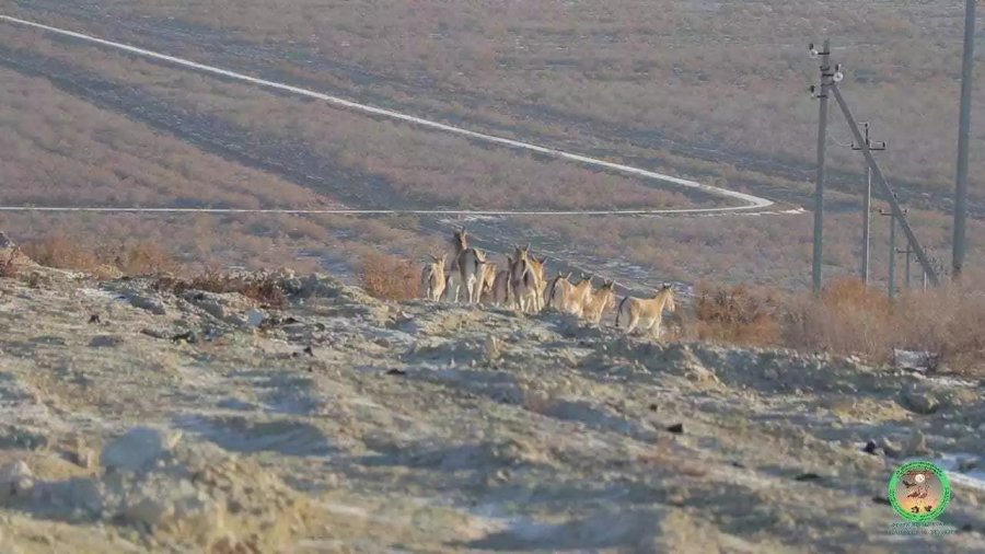 Бухарадан ж&#1241;не 17 бас т&#1199;ркмен &#1179;уланы алып келинди