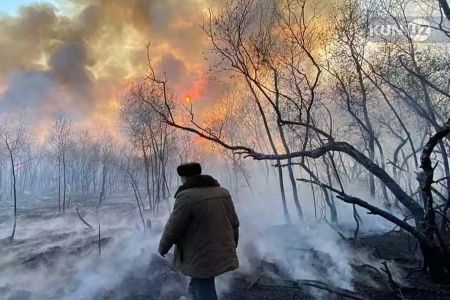 «30-35 гектар тоғайға зыян жеткен». Экокомитет Әмиўдәрьядағы тоғайда жүз берген өрт бойынша мағлыўмат берди