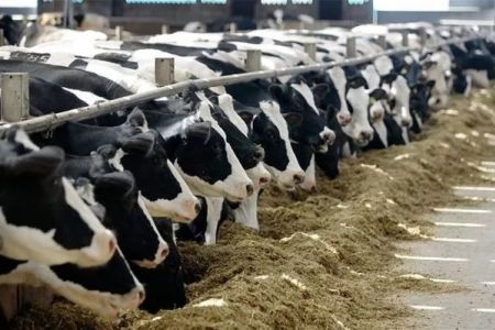 Бәрше ҳайўанлар идентификация етиле ме? Оның тәртиби қандай?