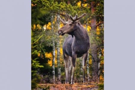 Фотогалерея. Финляндия тоғайларының қайталанбас тәбияты