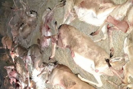 13 кийикти нызамсыз аўлаған браконьерлер усланды. Оларға қандай шара көрилди?