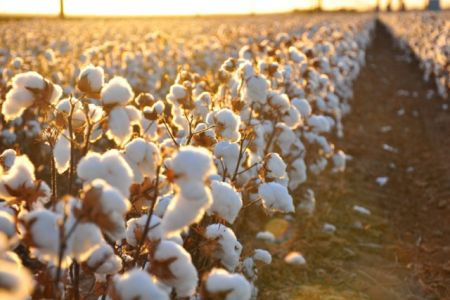 Быйылғы теримде пахтаның бир килограмы ушын неше сум төленетуғыны мәлим болды