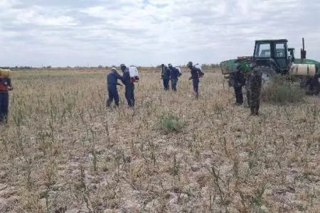 Шегиртке машқаласы: Өзбекстанның неше гектар жеринде зыянлы шегирткелер тарқалғаны мәлим болды