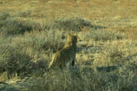 Үстиртте алдын ушыраспаған ҳайўан түрлериниң сүўретлери жәрияланды (+фото)