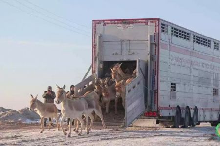 Бухарадан және 17 бас түркмен қуланы алып келинди