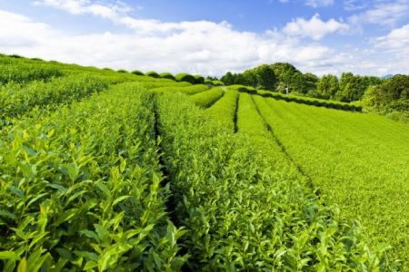 Өзбекстанда үлкен чай плантациясы шөлкемлестириледи