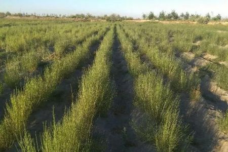 Әндижанда Арал теңизиниң қурыған ултанына егиў ушын 1 миллион дана сексеўил нәллери жетистирилмекте