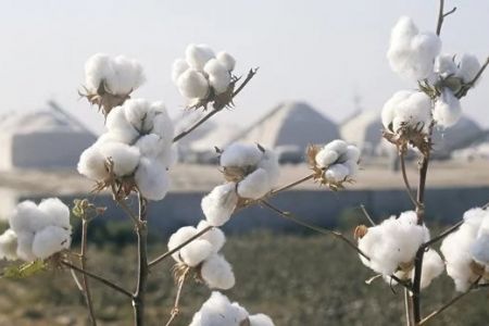 Пахта терими ушын жаңа төлеў тарифлери тастыйықланды