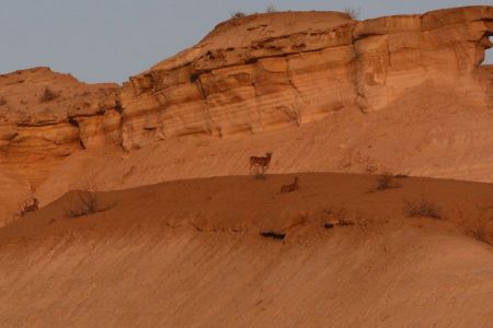 Үстирт платосында ҳайўанат дүньясы санағы өткерилди (+фото)