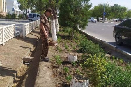 «Тереклер тийкарсыз кесилмеген»: Экокомитет Нөкис қаласы орайындағы тереклердиң кесилиўи менен байланыслы жағдайға мүнәсибет билдирди