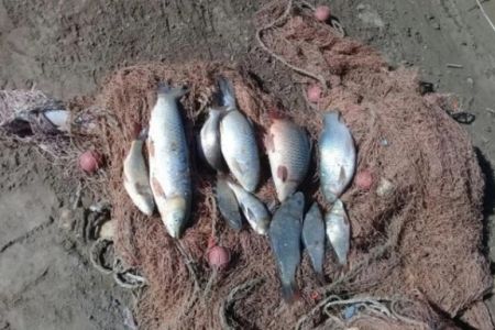 Шоманайда 11 дана балық аўлаған балықшы 3,5 млн сўм жәриймаға тартылды