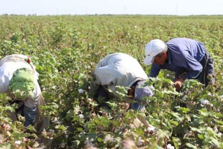 Пахта тергенлерге ҳақы төлеў ушын 246 млрд сумнан аслам қаржы ажыратылады. 1 кг пахта ушын неше сумнан төленеди?