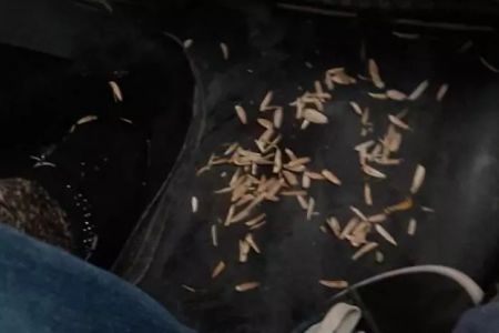 Жөнелисли таксиде семечка шағып отырған жолаўшы (видео)