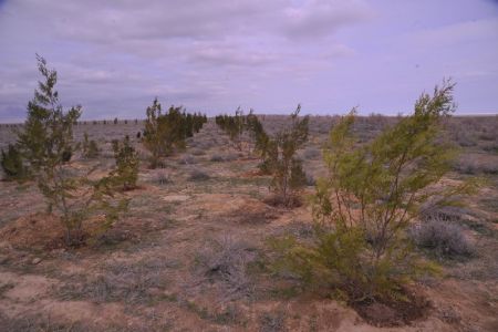 Аралдың қақ ортасында жасыл оазис пайда етилмекте