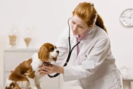 Нөкисте Ветеринария техникумы шөлкемлестирилди